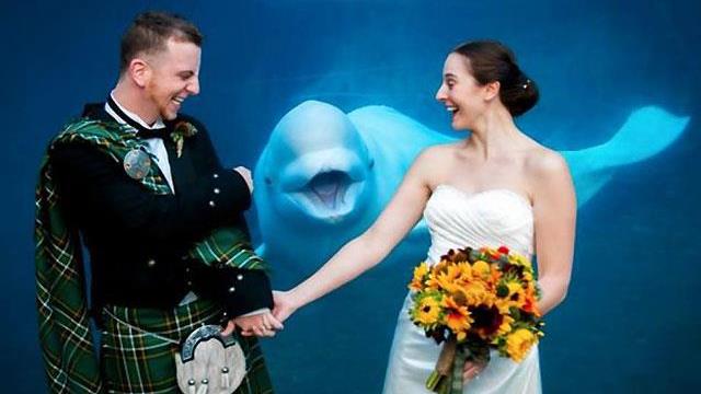 Nasmijani kit postao gost na vjenčanju